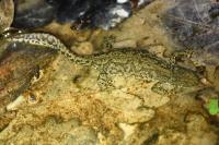 Ichthyosaura alpestris