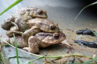 Bufo sp(spinosus/bufo)