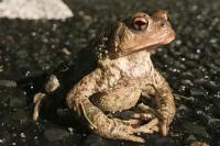 Bufo sp(spinosus/bufo)