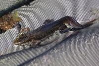 Lissotriton helveticus