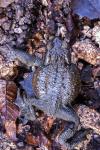 Bufo sp(spinosus/bufo)