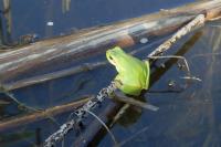 Hyla meridionalis