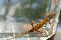 Lissotriton vulgaris