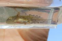 Triturus cristatus