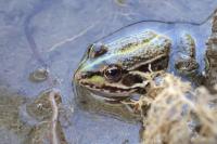 Pelophylax
