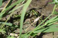 Pelophylax