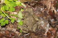 Bufo sp(spinosus/bufo)