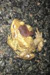 Bufo sp(spinosus/bufo)