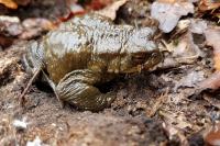 Bufo sp(spinosus/bufo)