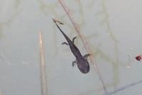 Salamandra salamandra