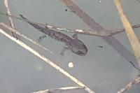 Salamandra salamandra
