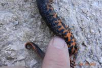 Triturus cristatus