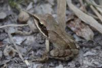 Rana dalmatina
