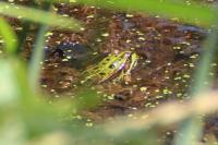 Pelophylax