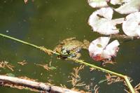 Pelophylax
