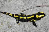 Salamandra salamandra