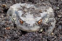 Bufo bufo