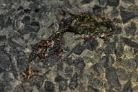 Triturus marmoratus