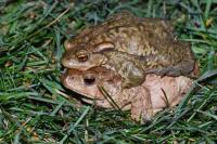 Bufo sp(spinosus/bufo)