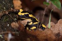 Salamandra salamandra