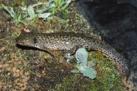 Ichthyosaura alpestris