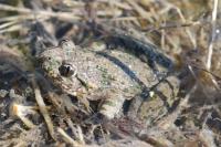 Pelodytes punctatus