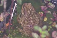 Bufo sp(spinosus/bufo)