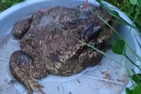 Bufo sp(spinosus/bufo)