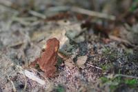 Bufo sp(spinosus/bufo)