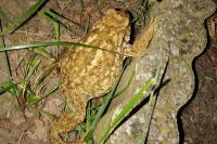 Bufo sp(spinosus/bufo)