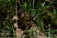 Rana dalmatina