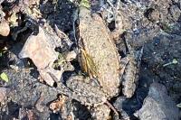 Pelophylax