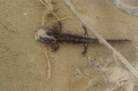 Salamandra salamandra