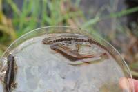 Lissotriton vulgaris