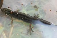 Lissotriton vulgaris
