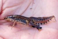 Lissotriton helveticus