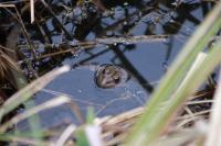 Pelophylax kl. esculentus