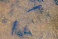 Salamandra salamandra