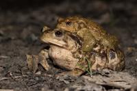 Bufo sp(spinosus/bufo)