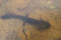 Salamandra salamandra