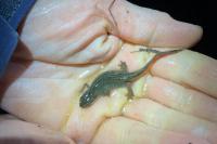 Lissotriton helveticus