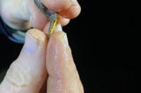 Lissotriton helveticus