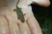 Lissotriton helveticus