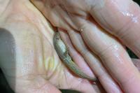 Lissotriton helveticus