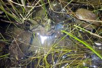Pelophylax