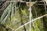 Pelophylax