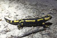 Salamandra salamandra
