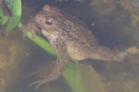 Bufo