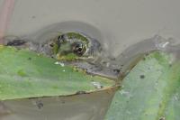 Pelophylax