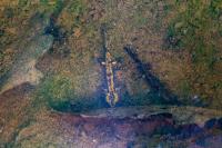 Salamandra salamandra